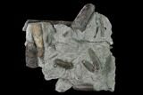 Fossil Belemnite (Paxillosus) Cluster - Mistelgau, Germany #139453-2